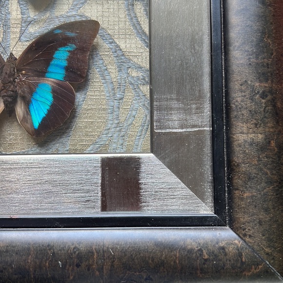 Beautifully & professionally framed Prepona butterfly specimens. - Picture 5 of 7